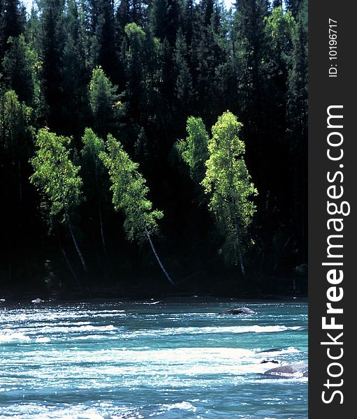 Trees at the Kanas River in xinjiang Province, China. Trees at the Kanas River in xinjiang Province, China