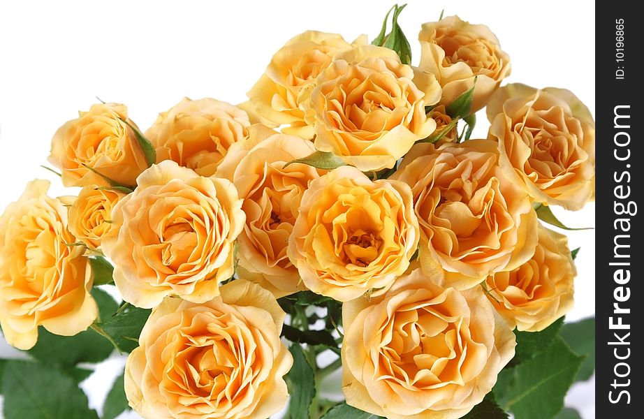 Fresh rose of yellow color on a light background. Fresh rose of yellow color on a light background.
