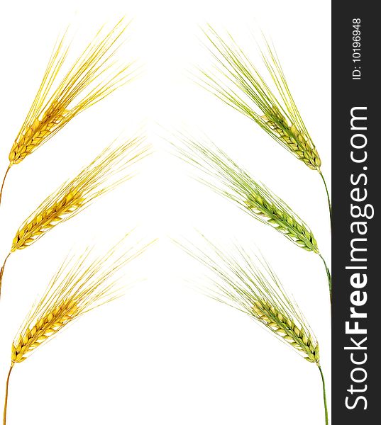 Wheat ears isolated on white background