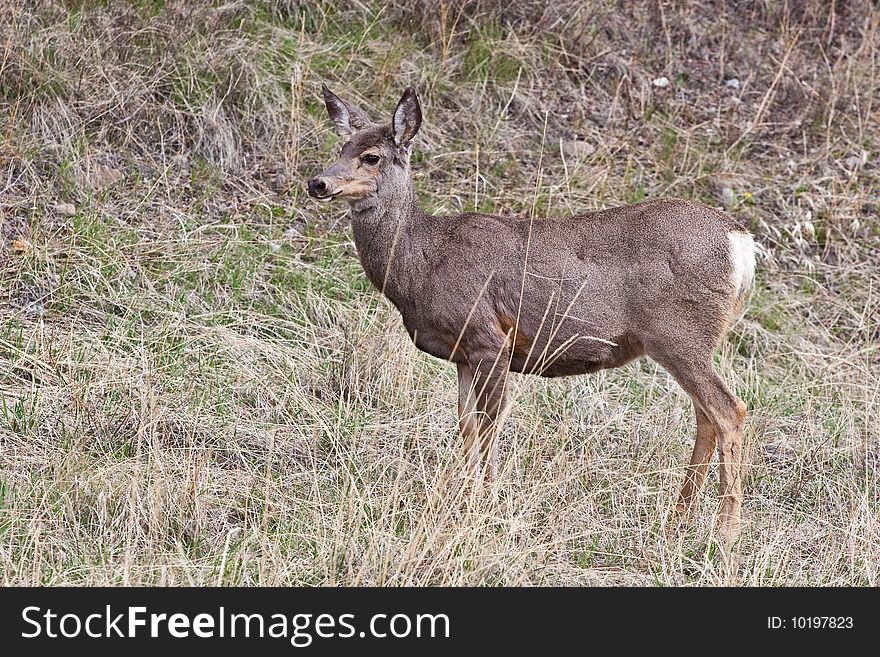 White-tailed deer in Banff National Park, Alberta, Canada