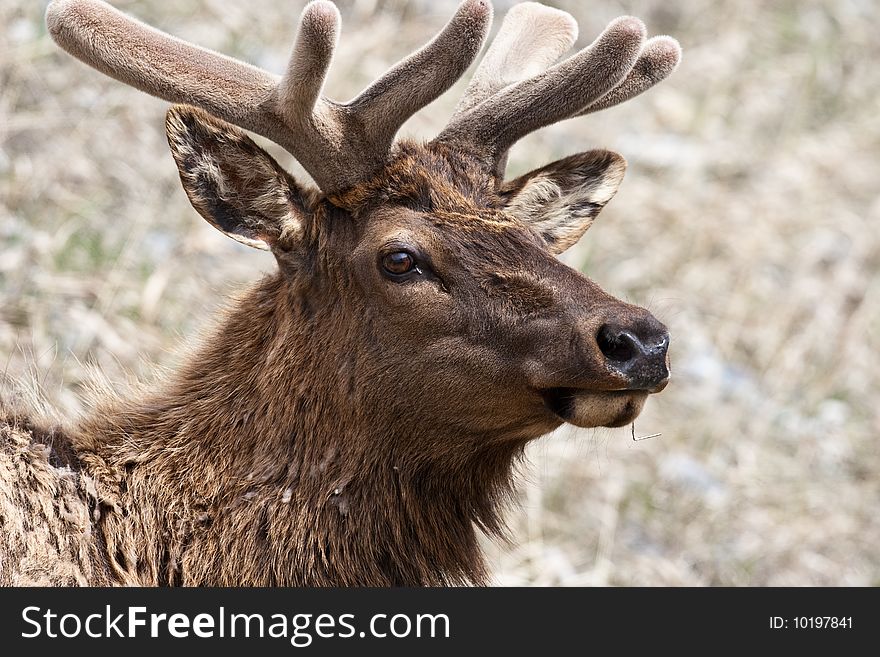 Head of an elk in Banff National Park, Alberta, Canada