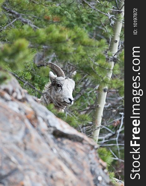 Bighorn Sheep in Banff National Park, Alberta, Canada