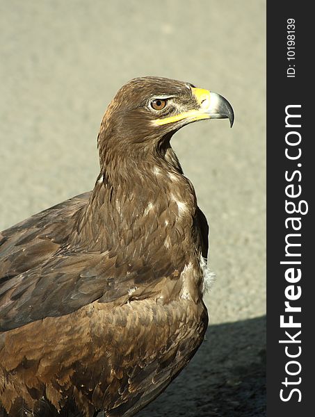 Golden eagle (Aquila chrysaetos) close-up