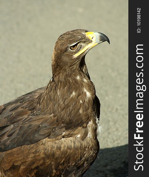 Golden eagle (Aquila chrysaetos) close-up
