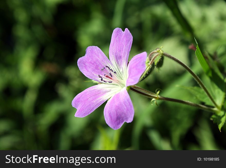 Purple Midow Flower