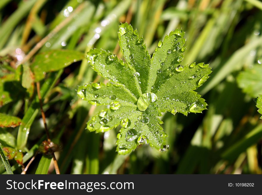 Drops of water on a leaf after rain