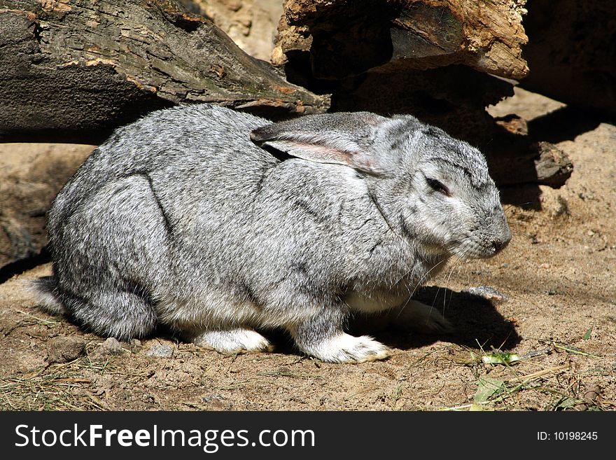 A greay rabbit Oryctolagus with closed eyes. A greay rabbit Oryctolagus with closed eyes