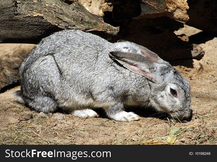 Oryctolagus, Gray rabbit sniffing ground. Oryctolagus, Gray rabbit sniffing ground