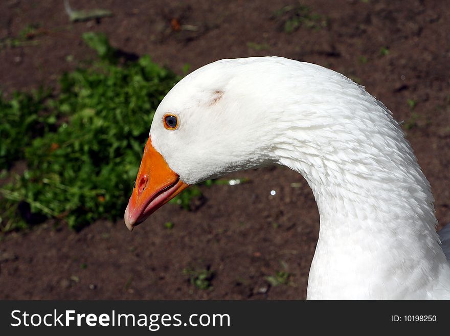 A head of an goose (Anser)