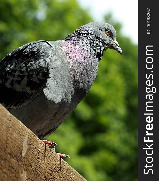 A pigeon on the fence
