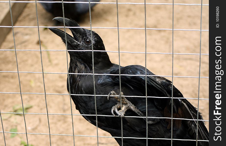 Crow (Corvus corax) in a cage. Crow (Corvus corax) in a cage