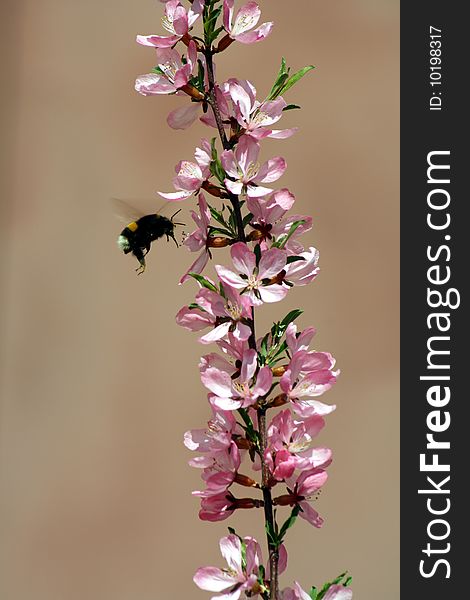 Almond bush blooming in spring. Almond bush blooming in spring