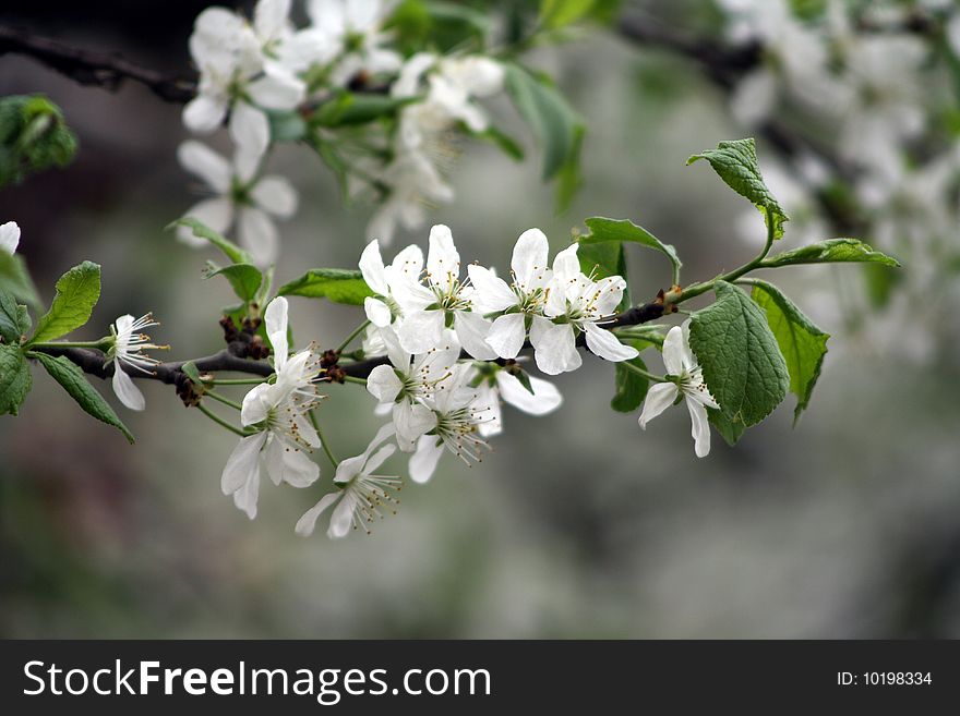 Apple tree blooming in spring