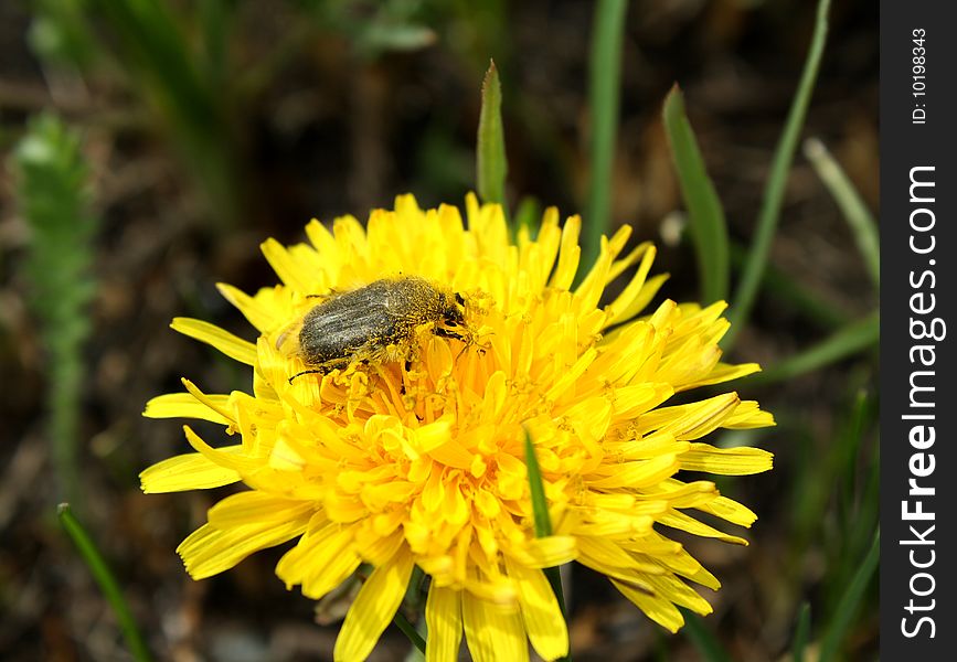 A bug on a dandelion