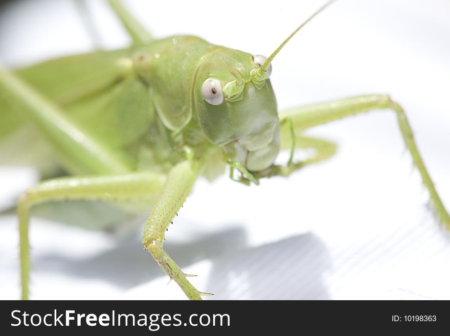 Grasshopper on white background cleaning his leg