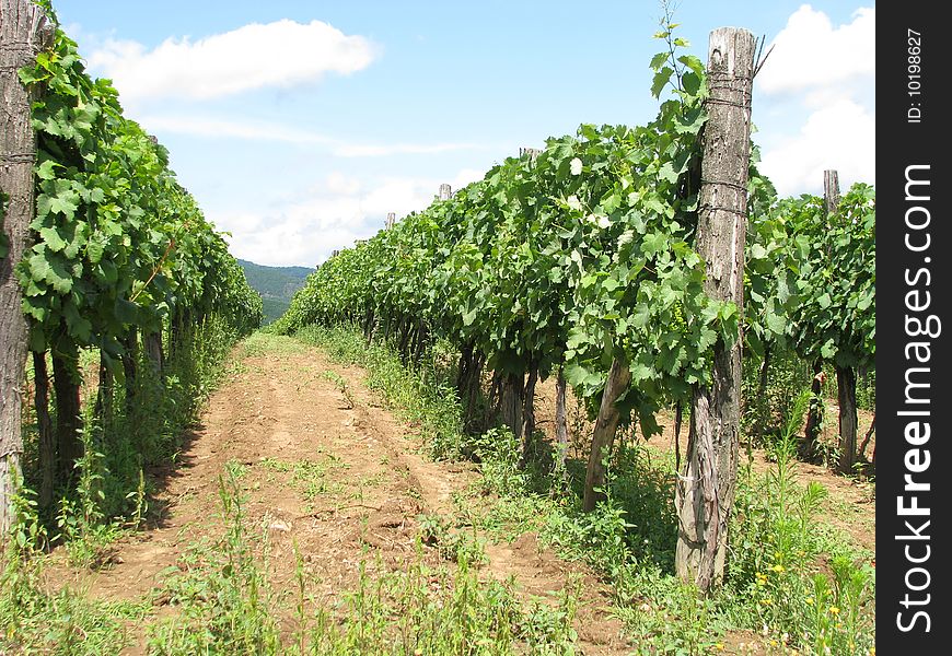 Serbia vineyard in summer season