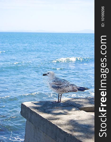 Gull sitting on pier looking at sea