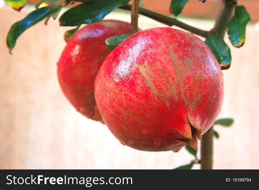 Ripe pomegranate with rain drops on the tree.