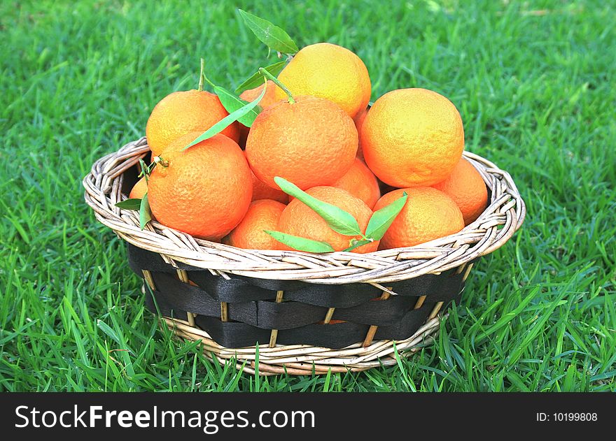 Ripe tangerines in the basket on the grass.