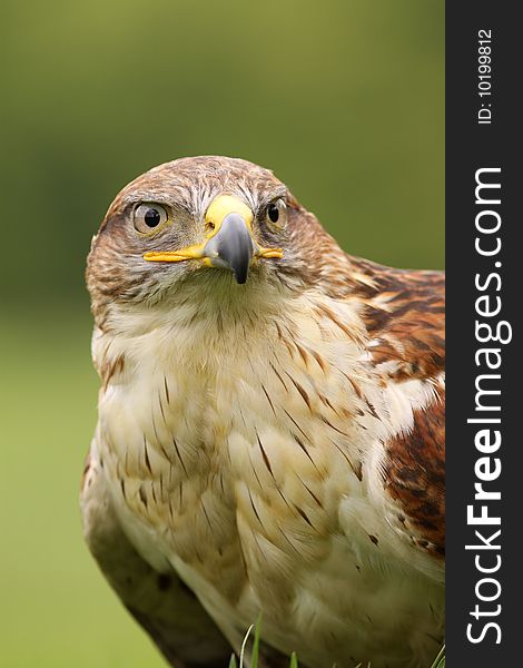 Animals: Ferruginous hawk (Butea Regalis)