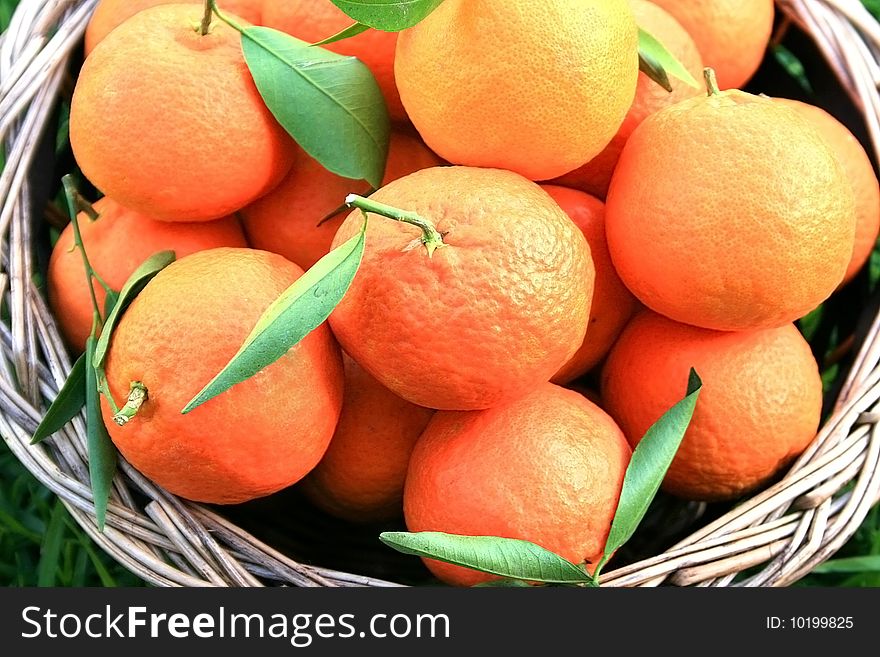 Ripe tangerines in the basket.