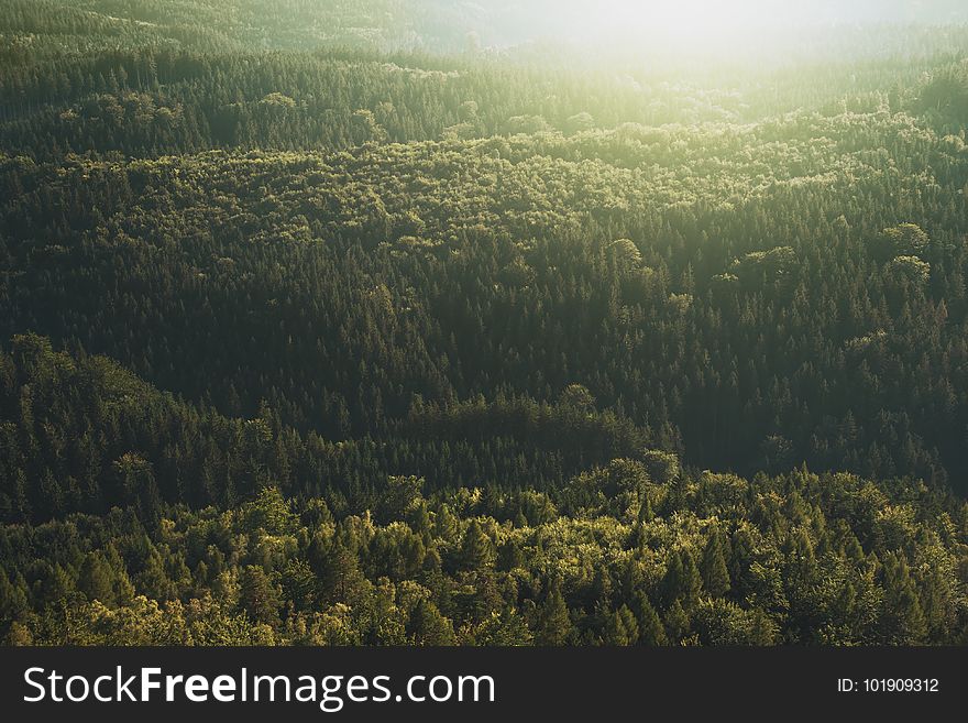 Conifer, Daylight, Evergreen, Forest