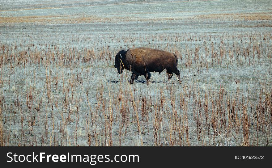 Wildlife, Cattle Like Mammal, Bison, Prairie