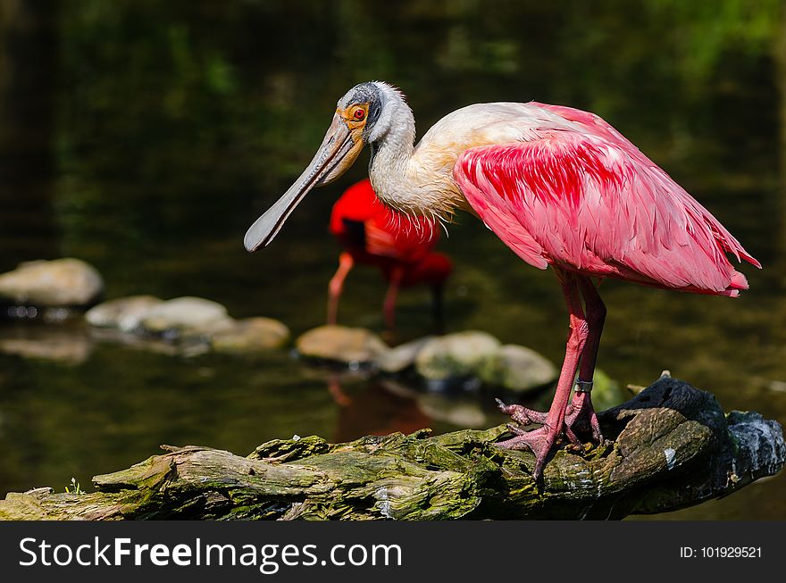 Bird, Beak, Stork, Ciconiiformes