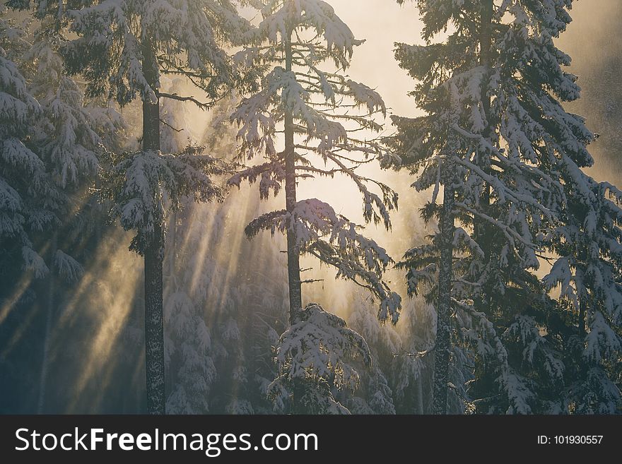 Tree, Winter, Frost, Sky