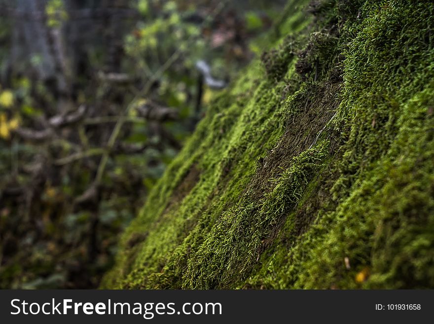 Vegetation, Ecosystem, Moss, Non Vascular Land Plant