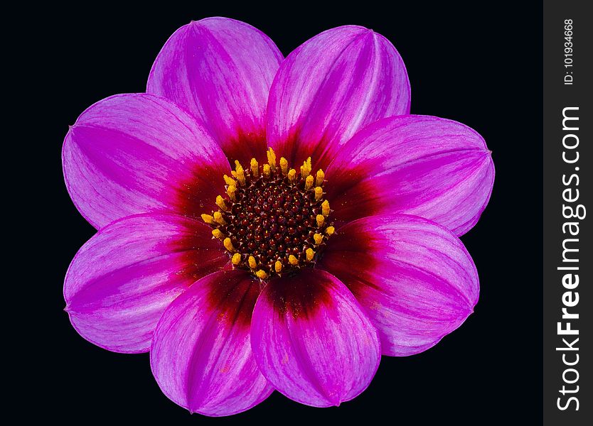 Flower, Violet, Purple, Dahlia