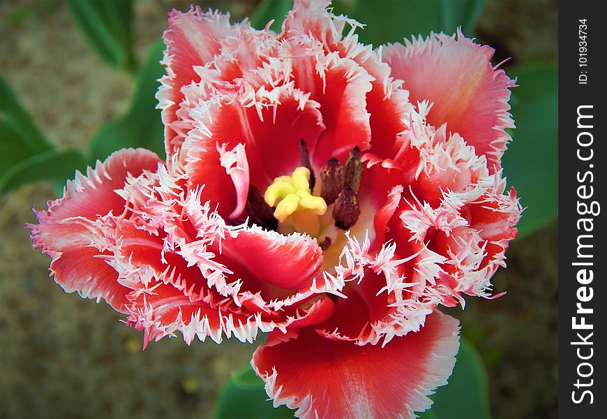 Flower, Flowering Plant, Plant, Tulip
