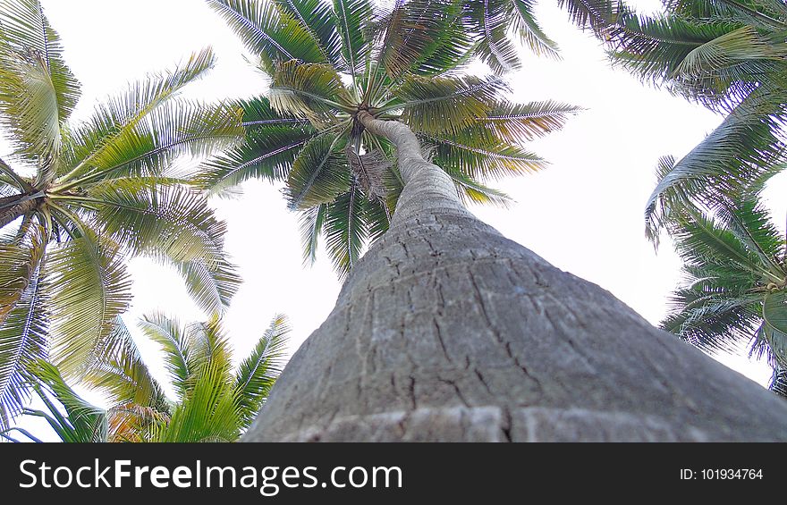 Tree, Woody Plant, Palm Tree, Arecales
