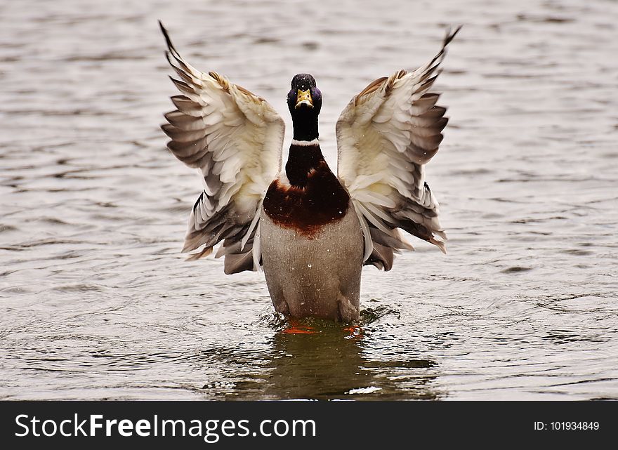 Bird, Duck, Water Bird, Ducks Geese And Swans