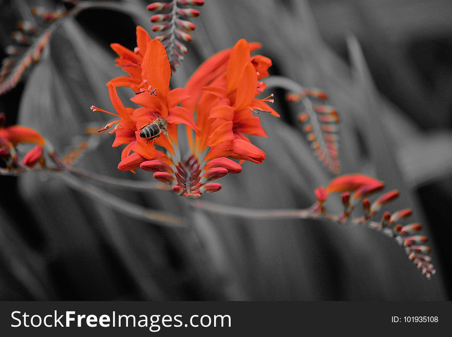 Flower, Plant, Flora, Orange