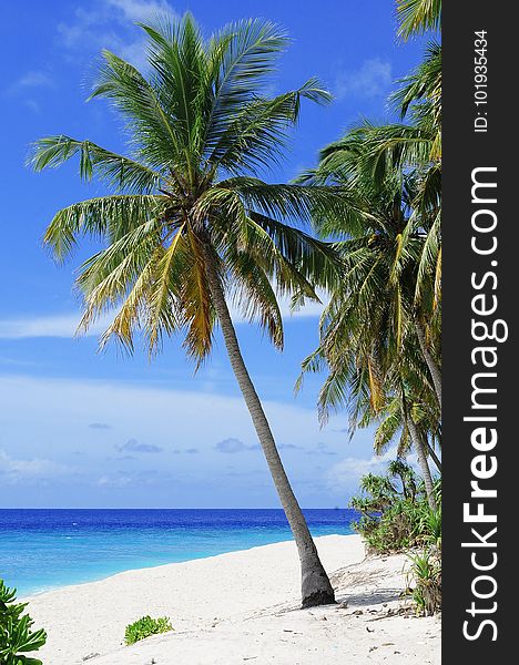 Tropics, Sky, Caribbean, Palm Tree