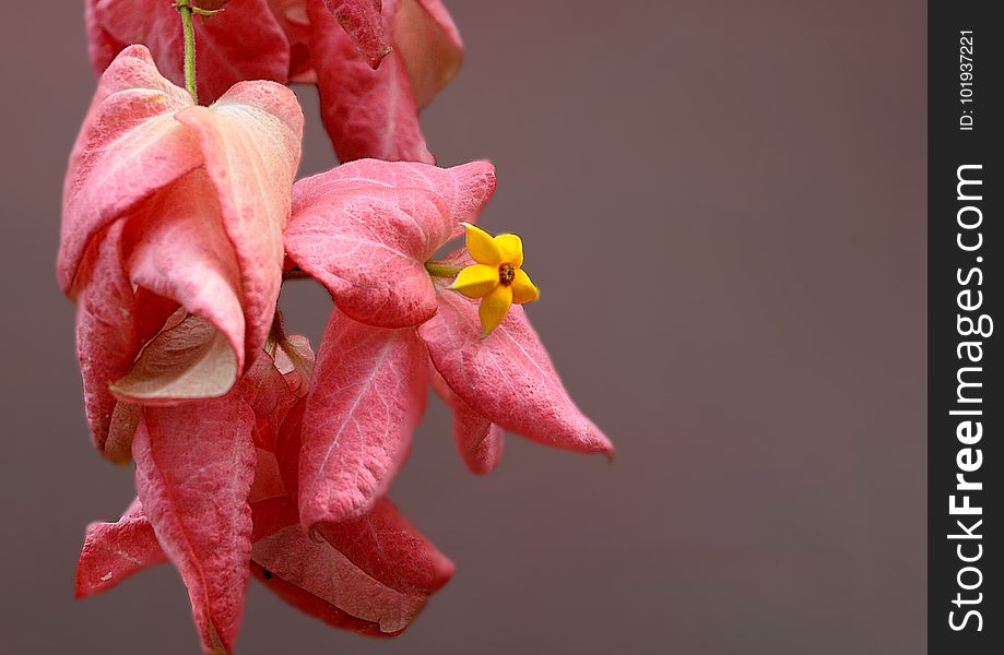 Flower, Flora, Pink, Petal