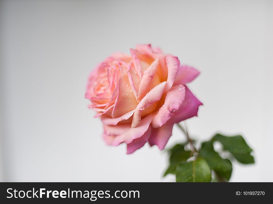 Flower, Rose, Pink, Rose Family