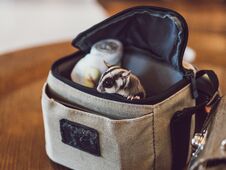 Cute Sugar Glider Peaks From Small Bag. Stock Images