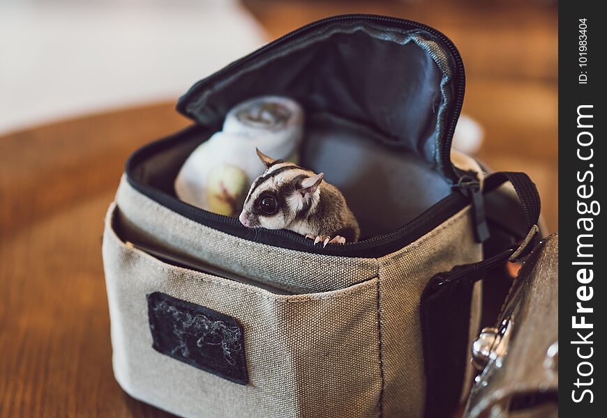 Little cute Sugar Glider is peaking from small bag. Little cute Sugar Glider is peaking from small bag.