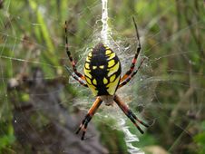 Yellow-Black Spider Stock Images Yellow-Black Spider Stock Images