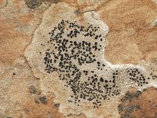 Free Growth On Rocks Royalty Free Stock Photography - 1022627