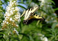 Swallowtail Butterfly And White Flowers Stock Image Swallowtail Butterfly And White Flowers Stock Image