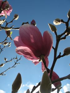 Magnolia Day Bloom Stock Images Magnolia Day Bloom Stock Images