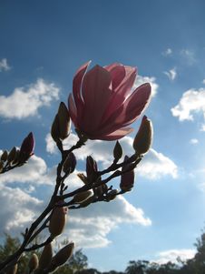 Magnolia In Contrast Stock Photo Magnolia In Contrast Stock Photo