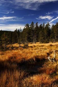 Peat-bog In Giant Mountains Stock Photos Peat-bog In Giant Mountains Stock Photos