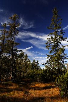 Peat-bog In Giant Mountains Stock Images Peat-bog In Giant Mountains Stock Images