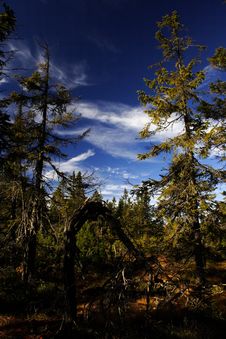 Peat-bog In Giant Mountains Royalty Free Stock Image Peat-bog In Giant Mountains Royalty Free Stock Image
