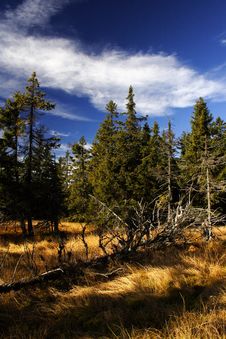 Peat-bog In Giant Mountains Royalty Free Stock Photography Peat-bog In Giant Mountains Royalty Free Stock Photography