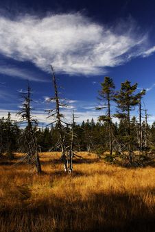 Peat-bog In Giant Mountains Royalty Free Stock Images Peat-bog In Giant Mountains Royalty Free Stock Images